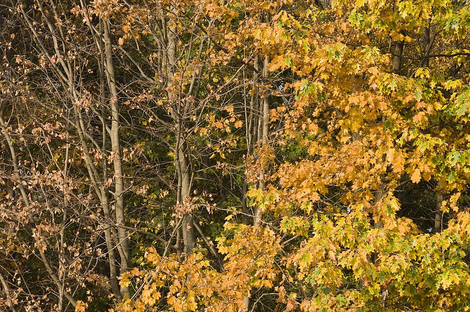 Colorful autumn foliage - autism spectrum disorder signs