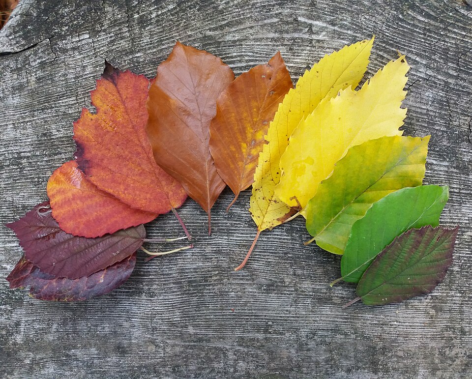 Colorful leaves in autumn - perfectionism and mental health