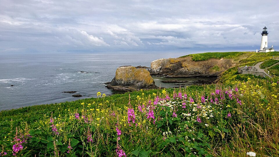 Wildflowers on the Oregon coast - choosing an LGBTQ-affirming therapist
