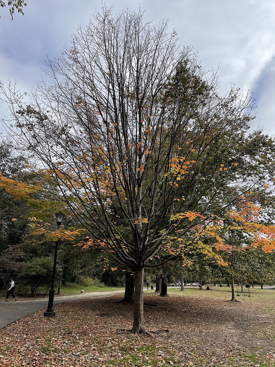 Vibrant colorful autumn leaves - neurodiversity-affirming therapy