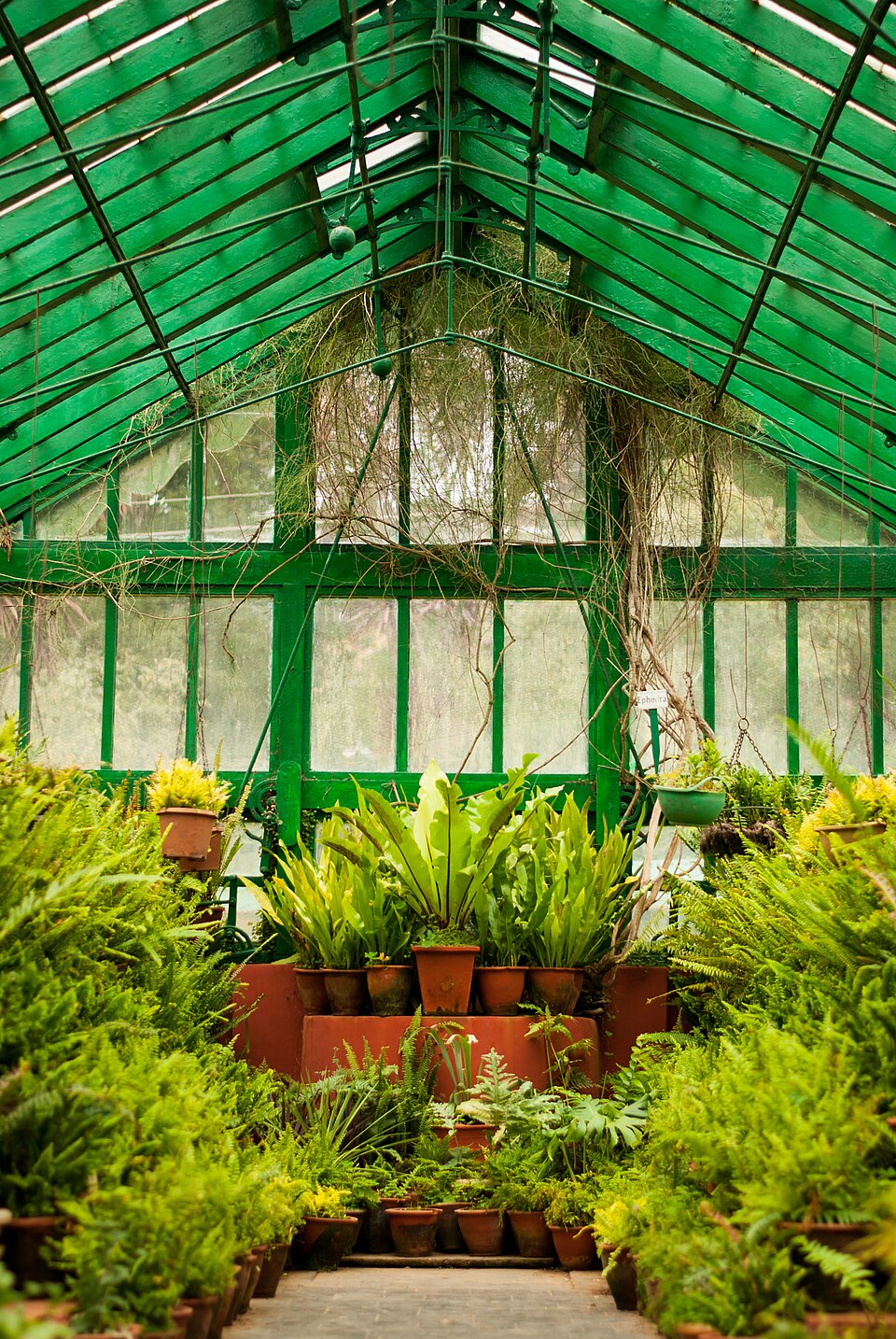 Lush green fern house in botanical garden - mindfulness in trauma therapy