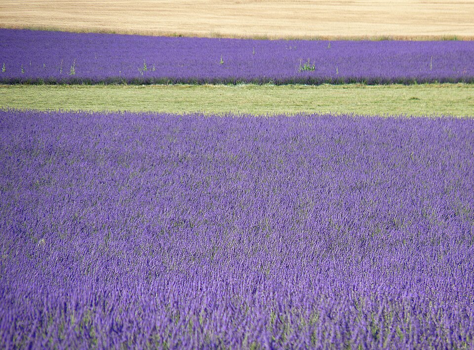 Lavender field in purple tones - how autism affects daily life