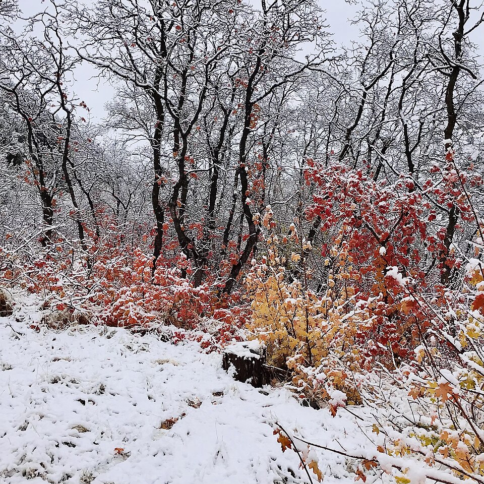 Colorful leaves in the snow - living with CPTSD strategies