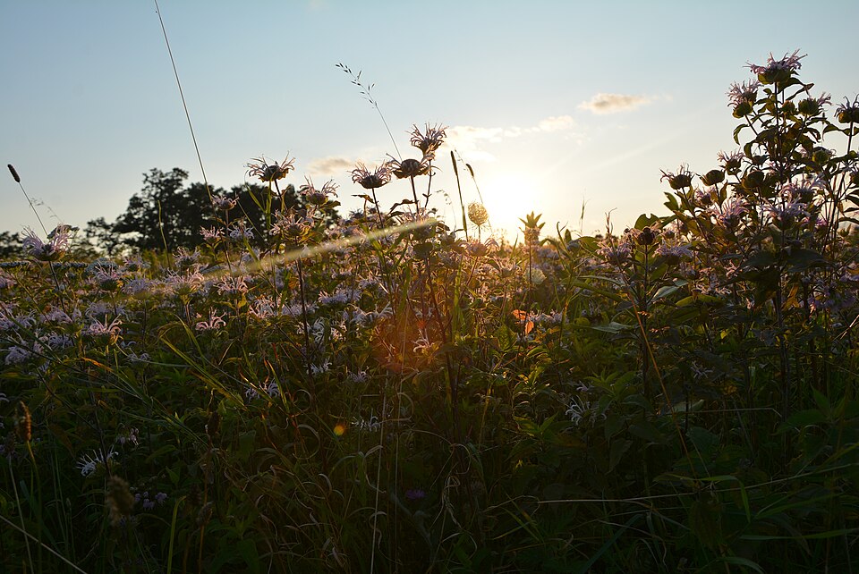 Sunset over wildflower meadow - full spectrum of therapeutic care