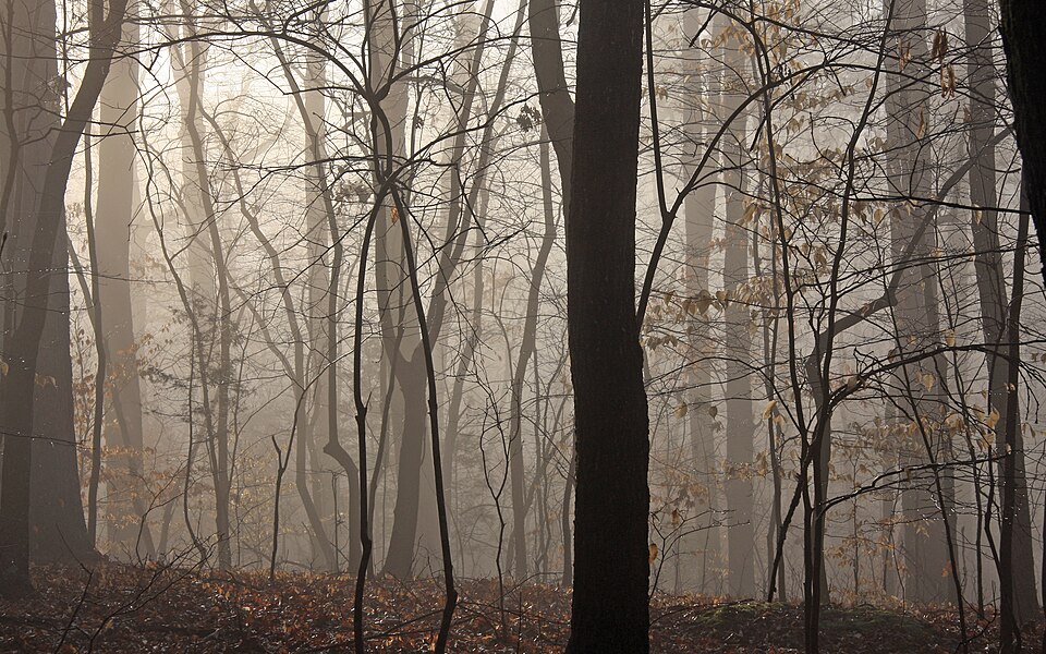 Misty morning forest path - reconnecting with yourself