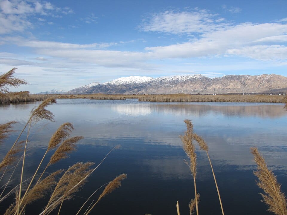 Peaceful pond surrounded by greenery - how trauma therapy works