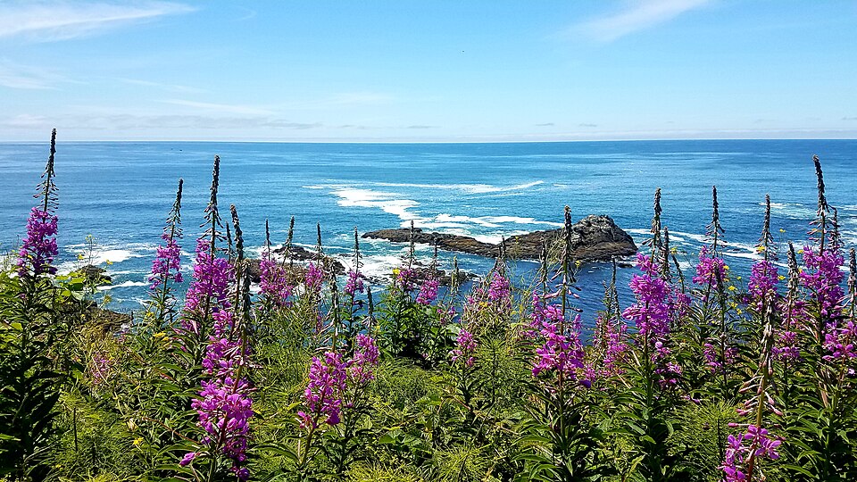Summer wildflowers by the coast - what is EMDR therapy