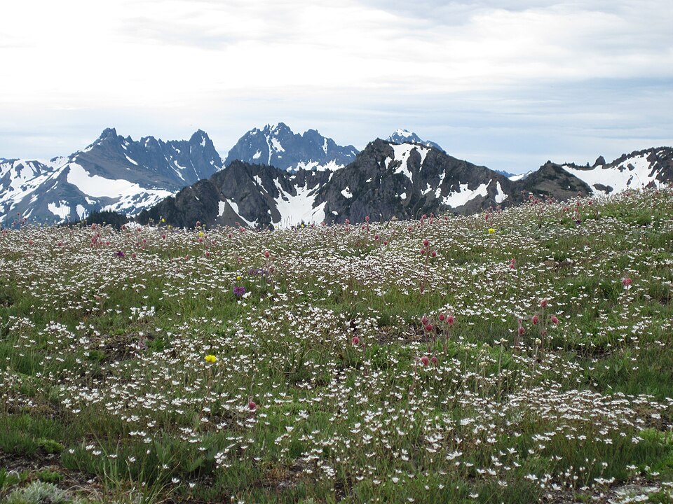 Wildflower meadow with mountains - support strategies for autistic women