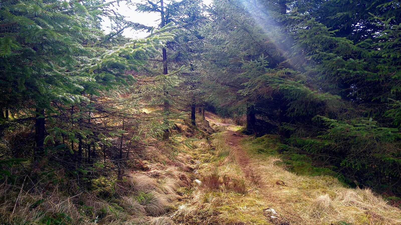 Sunlight filtering onto a quiet forest path