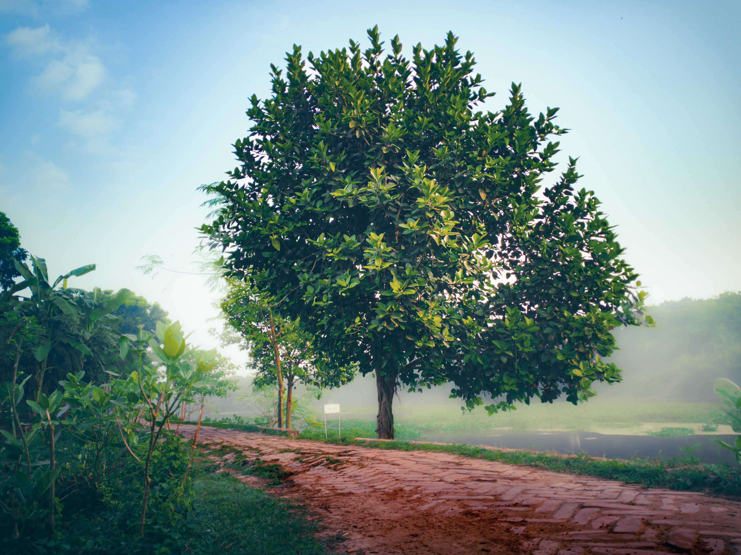 Lone tree in soft morning mist beside a quiet path