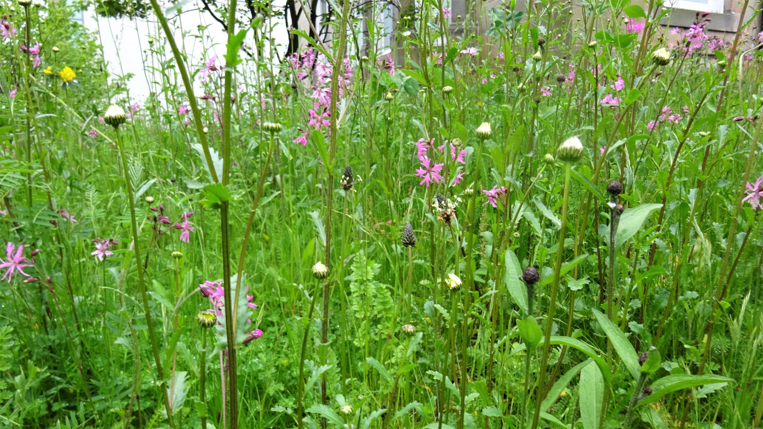 A gentle meadow full of wildflowers