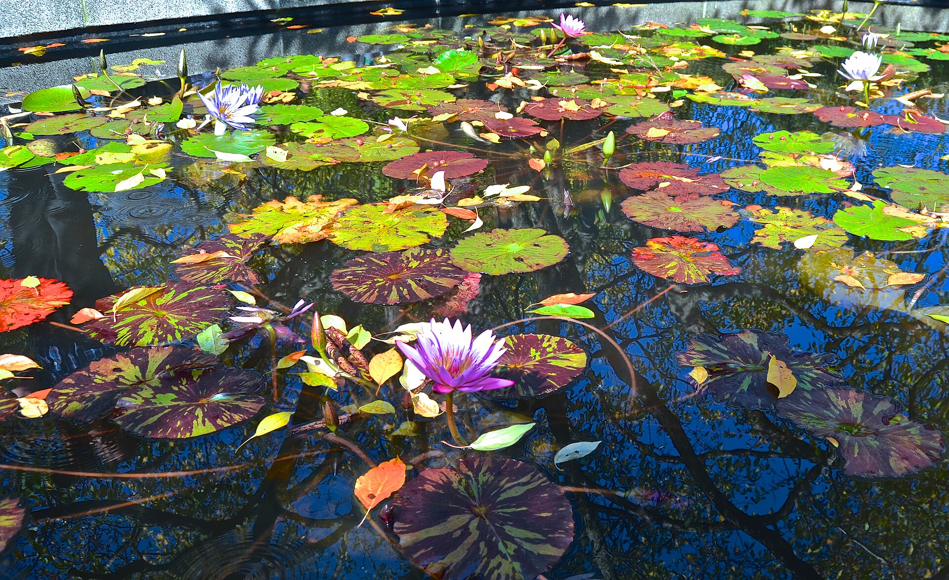 Water lilies and autumn leaves floating on a still pond in the Conservatory Garden, Central Park, New York City